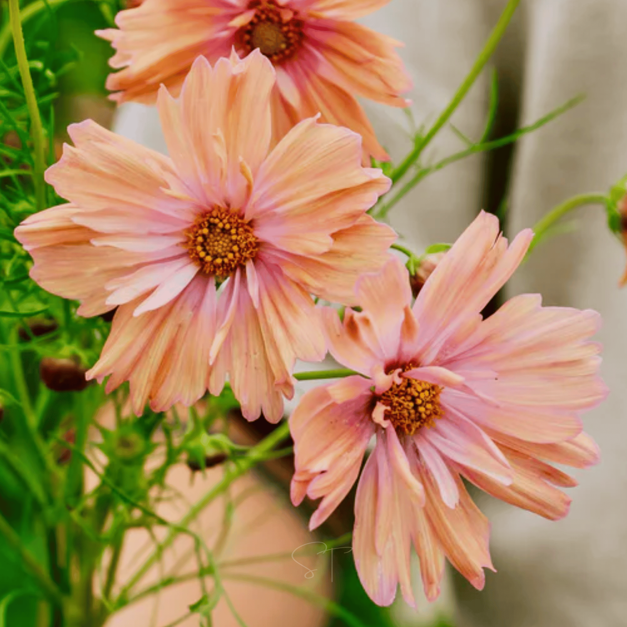 Apricotta Cosmos - 25 Seeds seed packet from Seed Therapy – American - grown, heirloom seeds