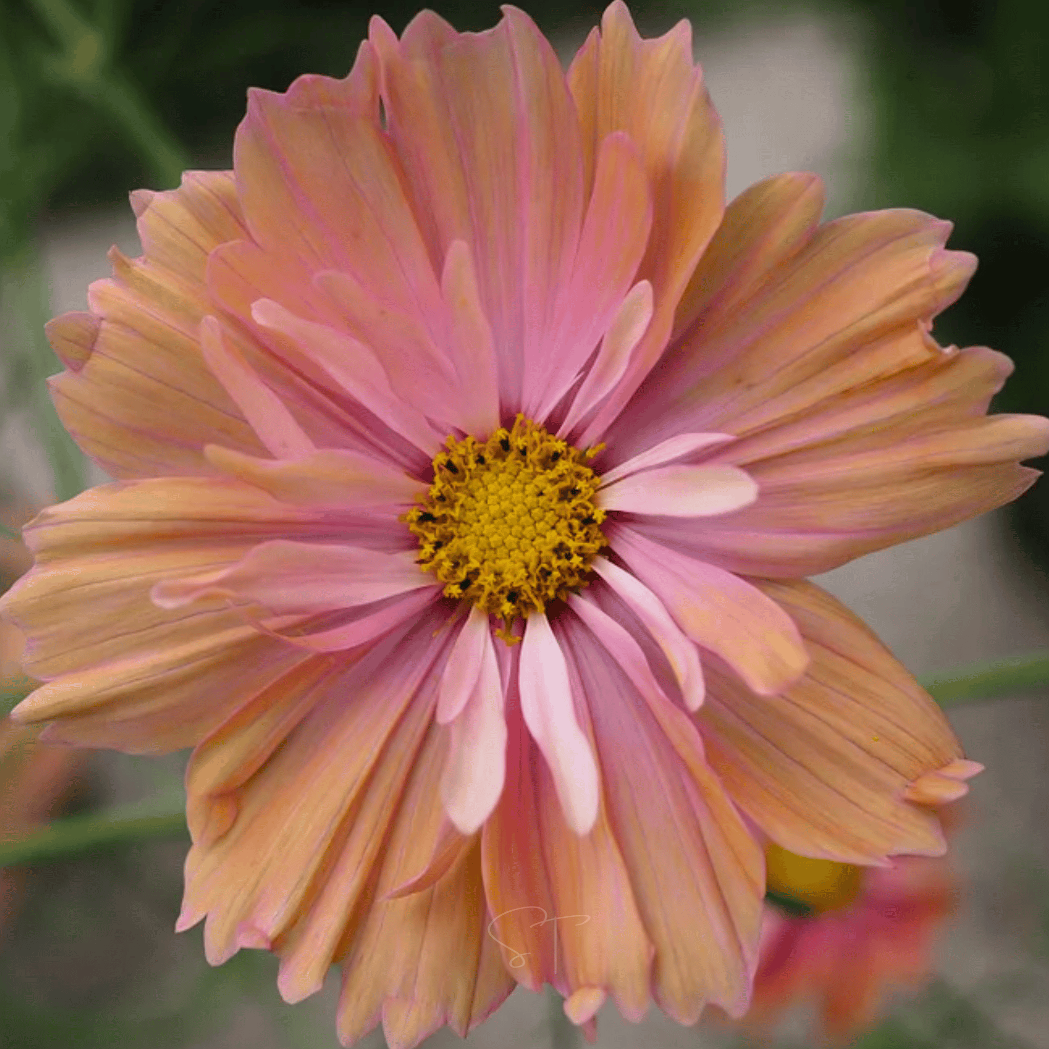 Apricotta Cosmos - 25 Seeds seed packet from Seed Therapy – American - grown, heirloom seeds