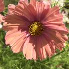 Apricotta Cosmos - 25 Seeds seed packet from Seed Therapy – American - grown, heirloom seeds