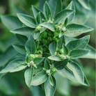 Ashwagandha (Indian Ginseng) – 30 Seeds seed packet from Seed Therapy – American - grown, heirloom seeds