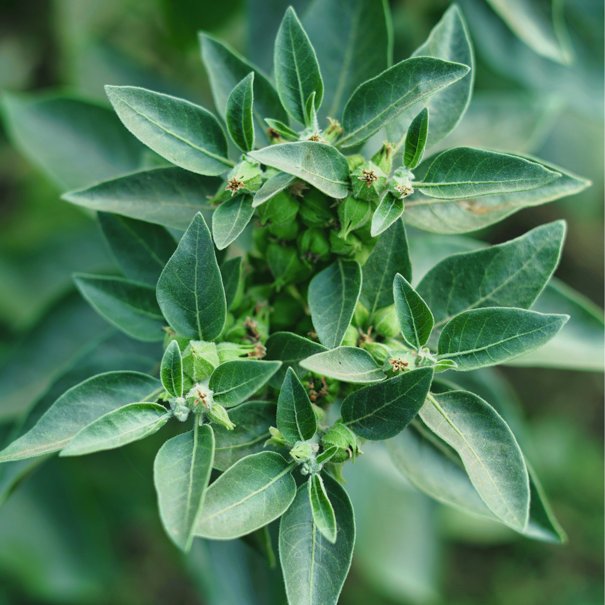 Ashwagandha (Indian Ginseng) – 30 Seeds seed packet from Seed Therapy – American - grown, heirloom seeds