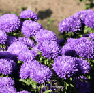 Aster, Gremlin Lavender (Callistephus gremlin) - 50 Seeds seed packet from Seed Therapy – American - grown, heirloom seeds