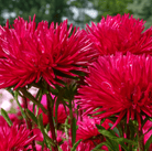 Aster, Gremlin Red (Callistephus gremlin) - 50 Seeds seed packet from Seed Therapy – American - grown, heirloom seeds