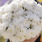 Aster, Paeony Duchess White (Callistephus paeony) - 50 Seeds seed packet from Seed Therapy – American - grown, heirloom seeds