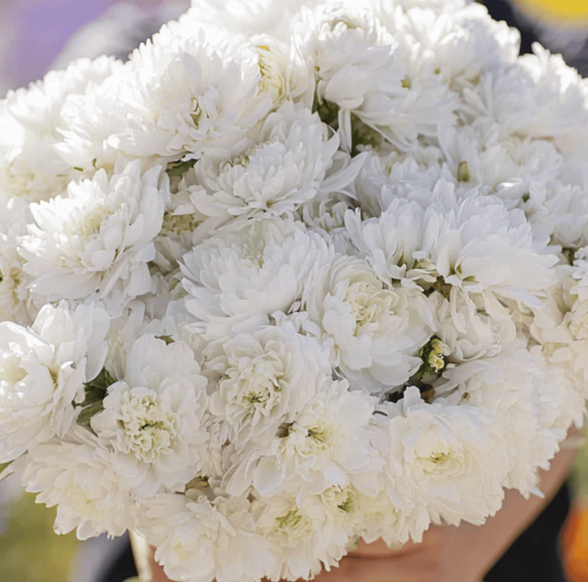 Aster, Paeony Duchess White (Callistephus paeony) - 50 Seeds seed packet from Seed Therapy – American - grown, heirloom seeds