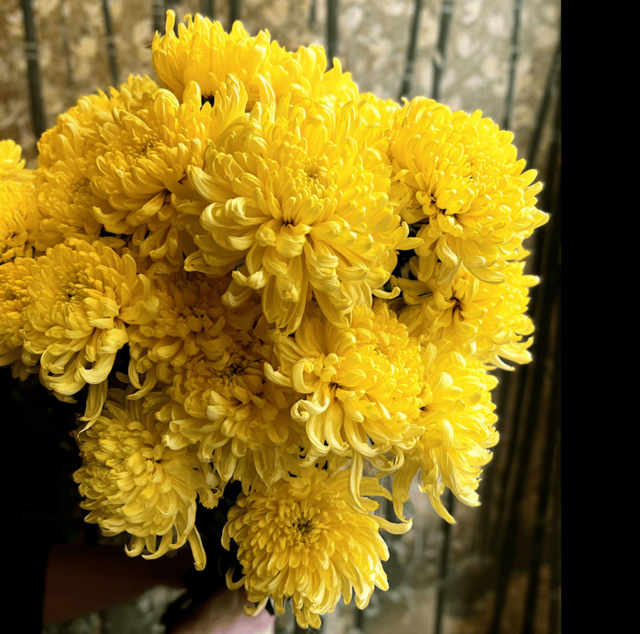 Aster, Paeony Duchess Yellow (Callistephus paeony) - 50 Seeds seed packet from Seed Therapy – American - grown, heirloom seeds