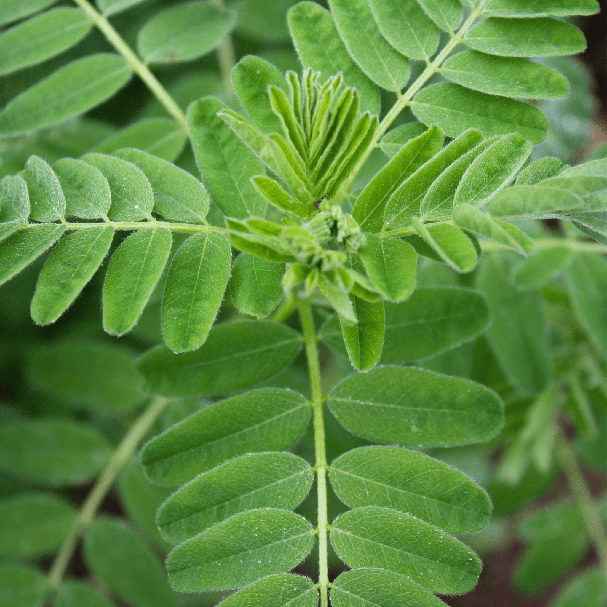 Astragalus (Huang Qi) – 25 Seeds seed packet from Seed Therapy – American - grown, heirloom seeds