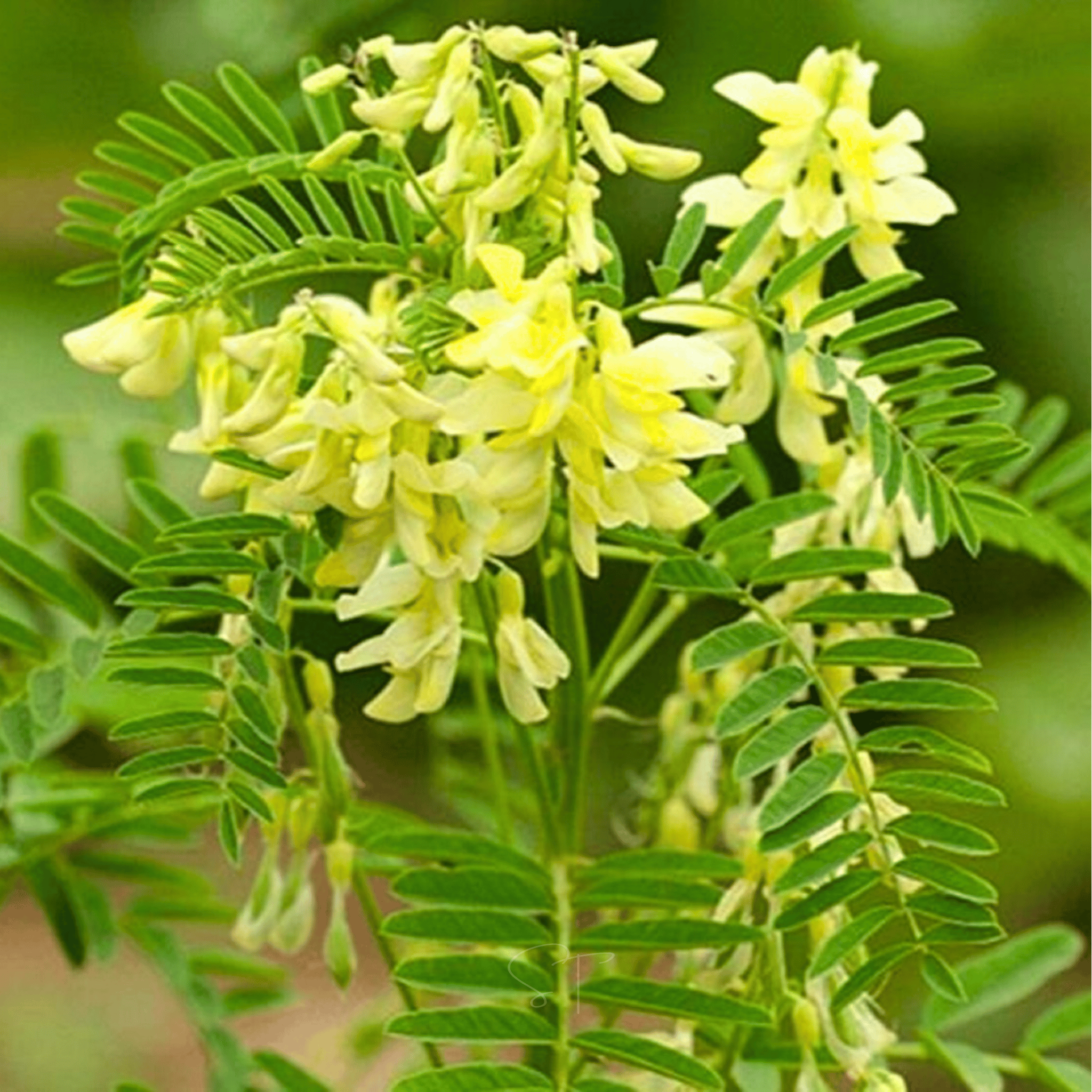 Astragalus (Huang Qi) – 25 Seeds seed packet from Seed Therapy – American - grown, heirloom seeds