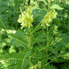 Astragalus (Huang Qi) – 25 Seeds seed packet from Seed Therapy – American - grown, heirloom seeds