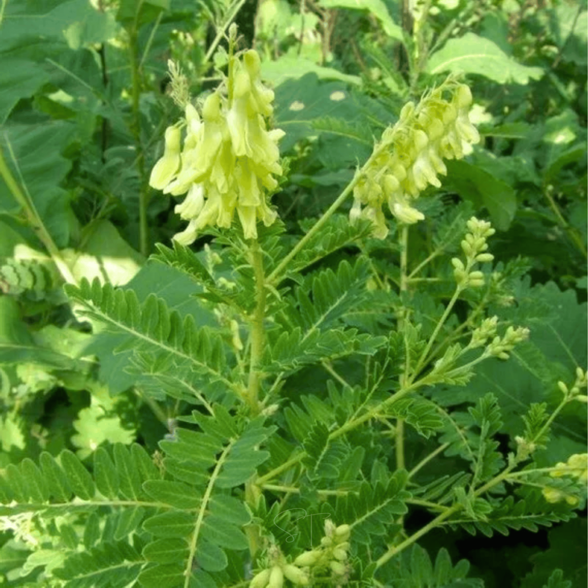 Astragalus (Huang Qi) – 25 Seeds seed packet from Seed Therapy – American - grown, heirloom seeds