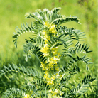 Astragalus (Huang Qi) – 25 Seeds seed packet from Seed Therapy – American - grown, heirloom seeds