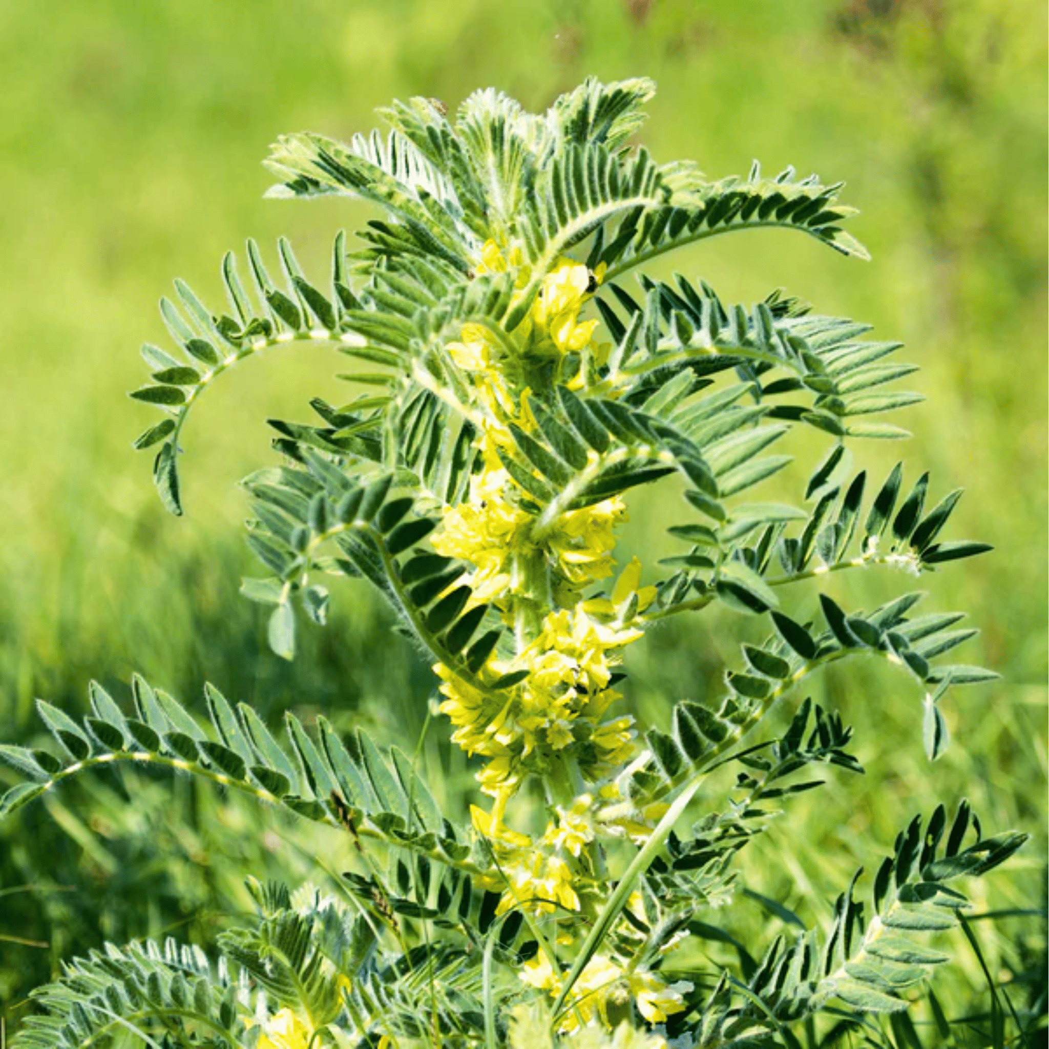 Astragalus (Huang Qi) – 25 Seeds seed packet from Seed Therapy – American - grown, heirloom seeds