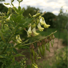 Astragalus (Huang Qi) – 25 Seeds seed packet from Seed Therapy – American - grown, heirloom seeds