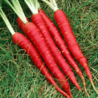 Atomic Red Carrot – 250 Seeds seed packet from Seed Therapy – American - grown, heirloom seeds