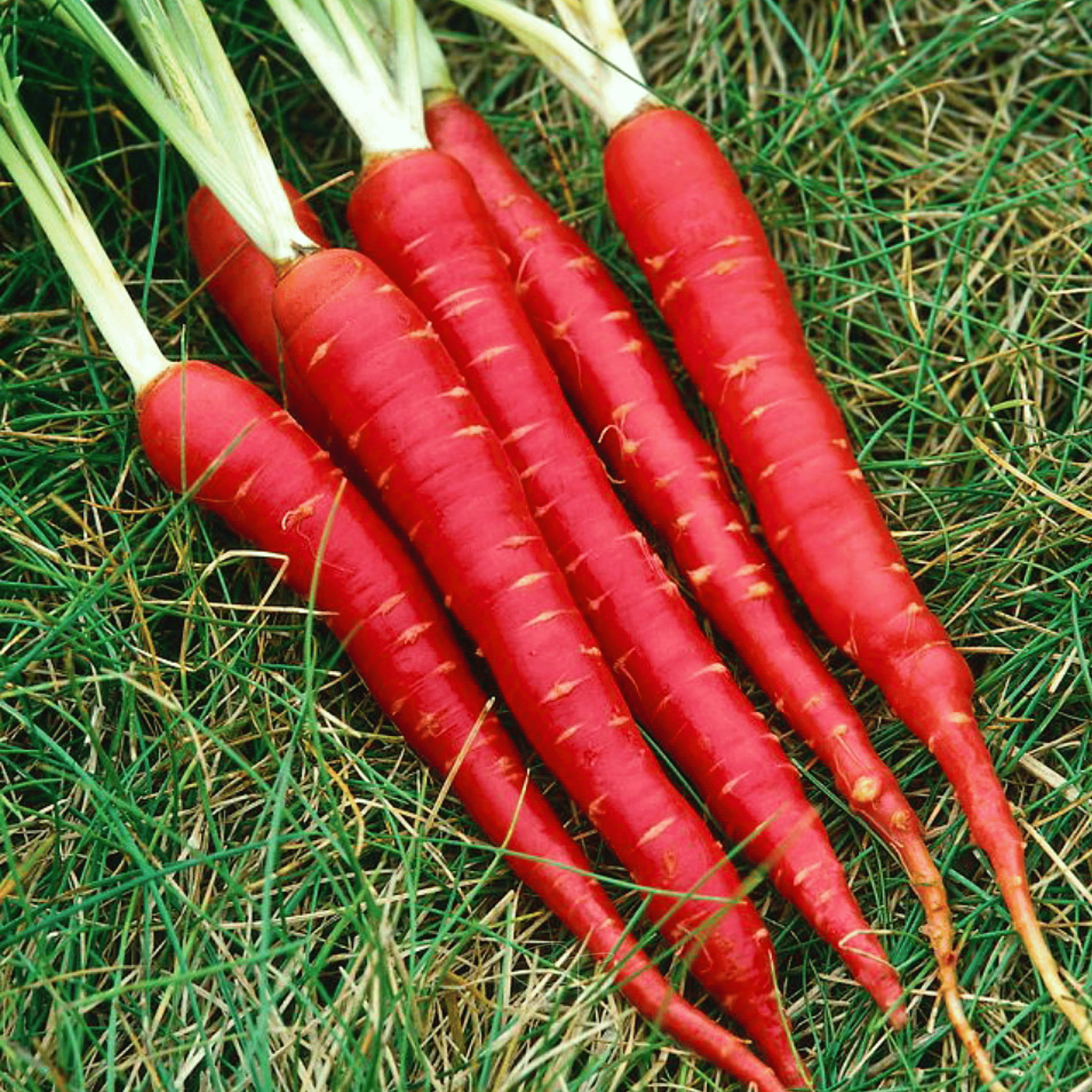 Atomic Red Carrot – 250 Seeds seed packet from Seed Therapy – American - grown, heirloom seeds