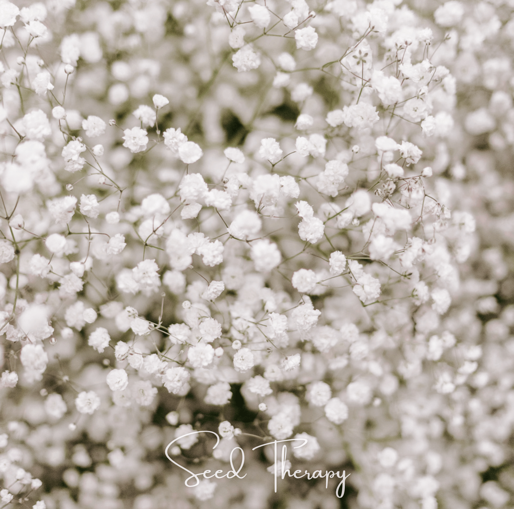 Baby's Breath, Perennial (Gypsophila paniculata) - 100 Seeds seed packet from Seed Therapy – American - grown, heirloom seeds