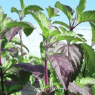 Basil, Holy Red Leaf (Ocimum sanctum) - 250 Seeds seed packet from Seed Therapy – American - grown, heirloom seeds