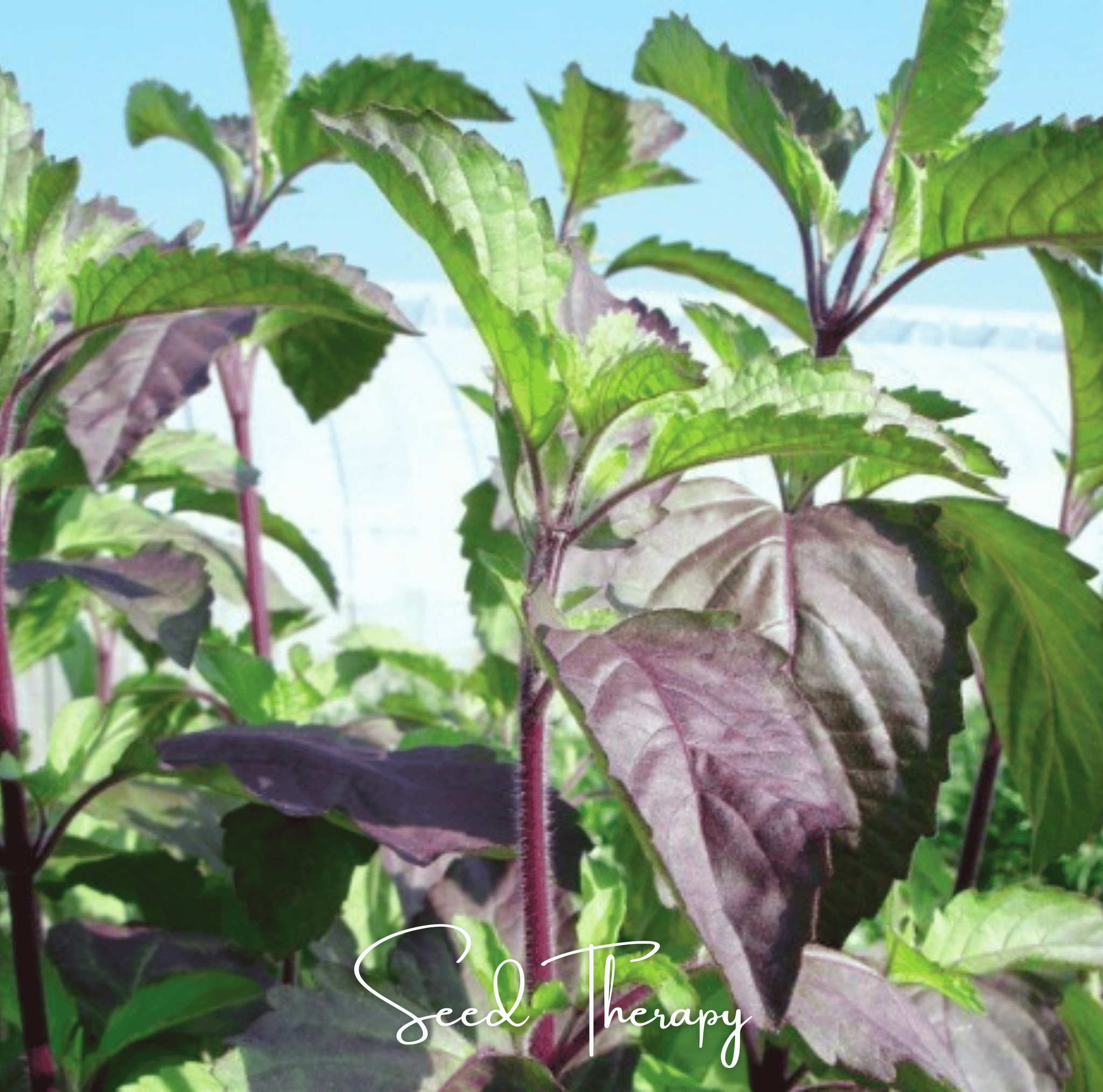 Basil, Holy Red Leaf (Ocimum sanctum) - 250 Seeds seed packet from Seed Therapy – American - grown, heirloom seeds