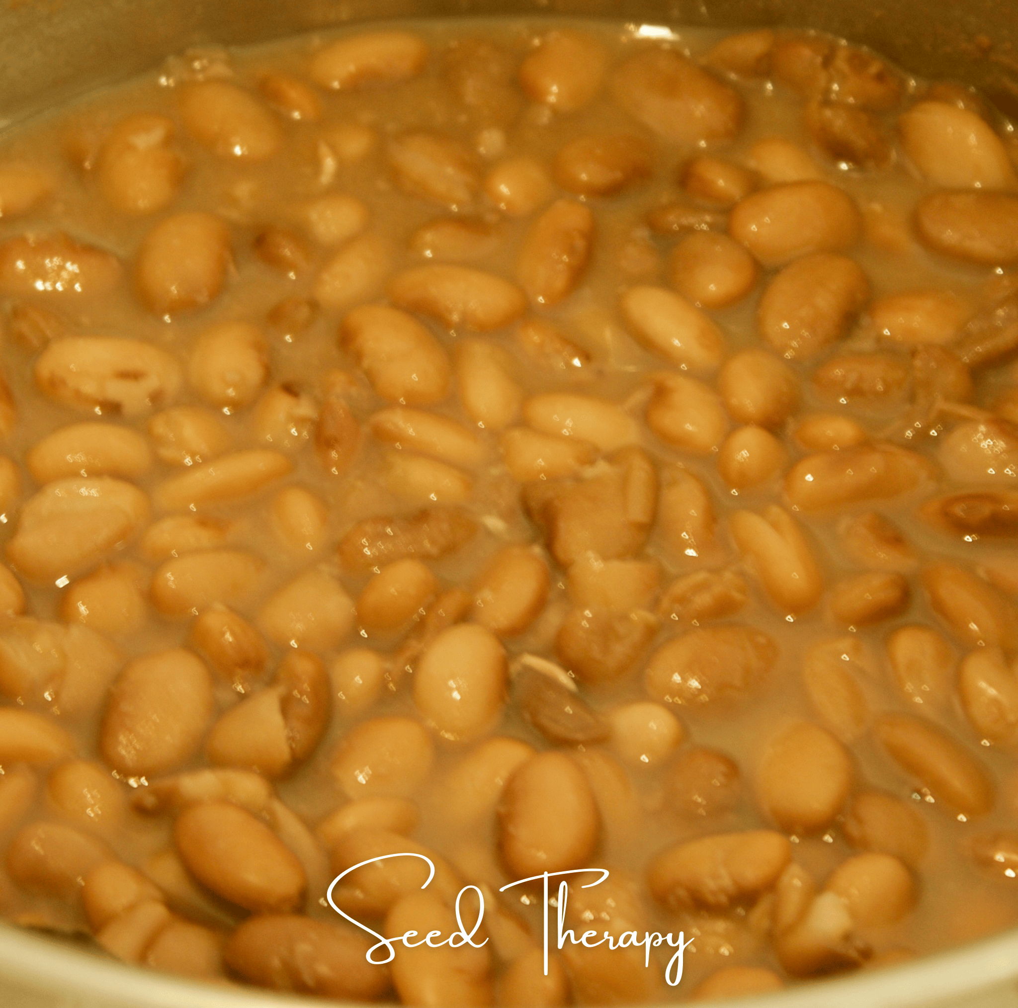 Bean, Pinto (Phaseolus vulgaris) - 20 Seeds seed packet from Seed Therapy – American - grown, heirloom seeds
