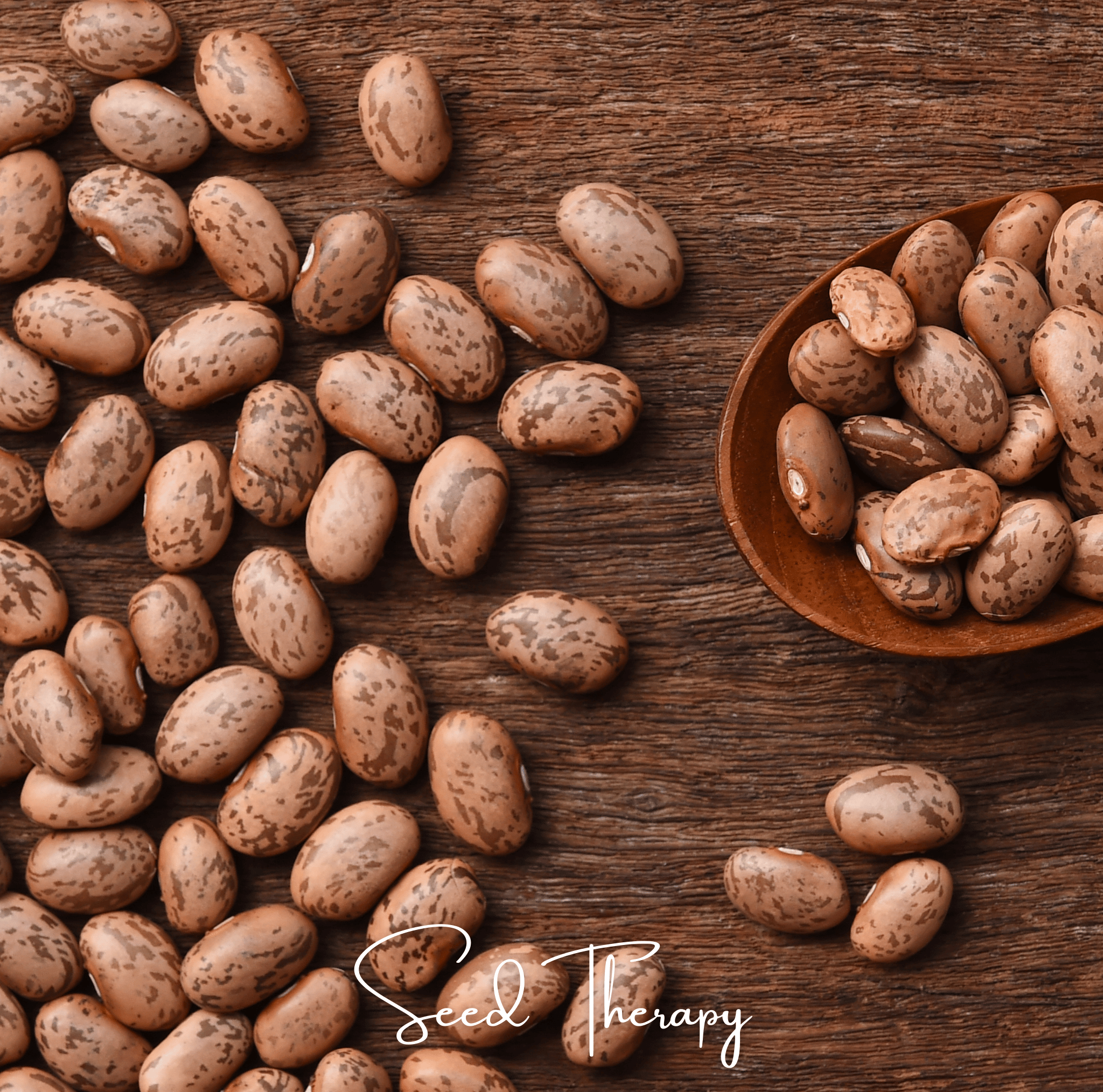 Bean, Pinto (Phaseolus vulgaris) - 20 Seeds seed packet from Seed Therapy – American - grown, heirloom seeds