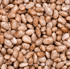 Bean, Pinto (Phaseolus vulgaris) - 20 Seeds seed packet from Seed Therapy – American - grown, heirloom seeds