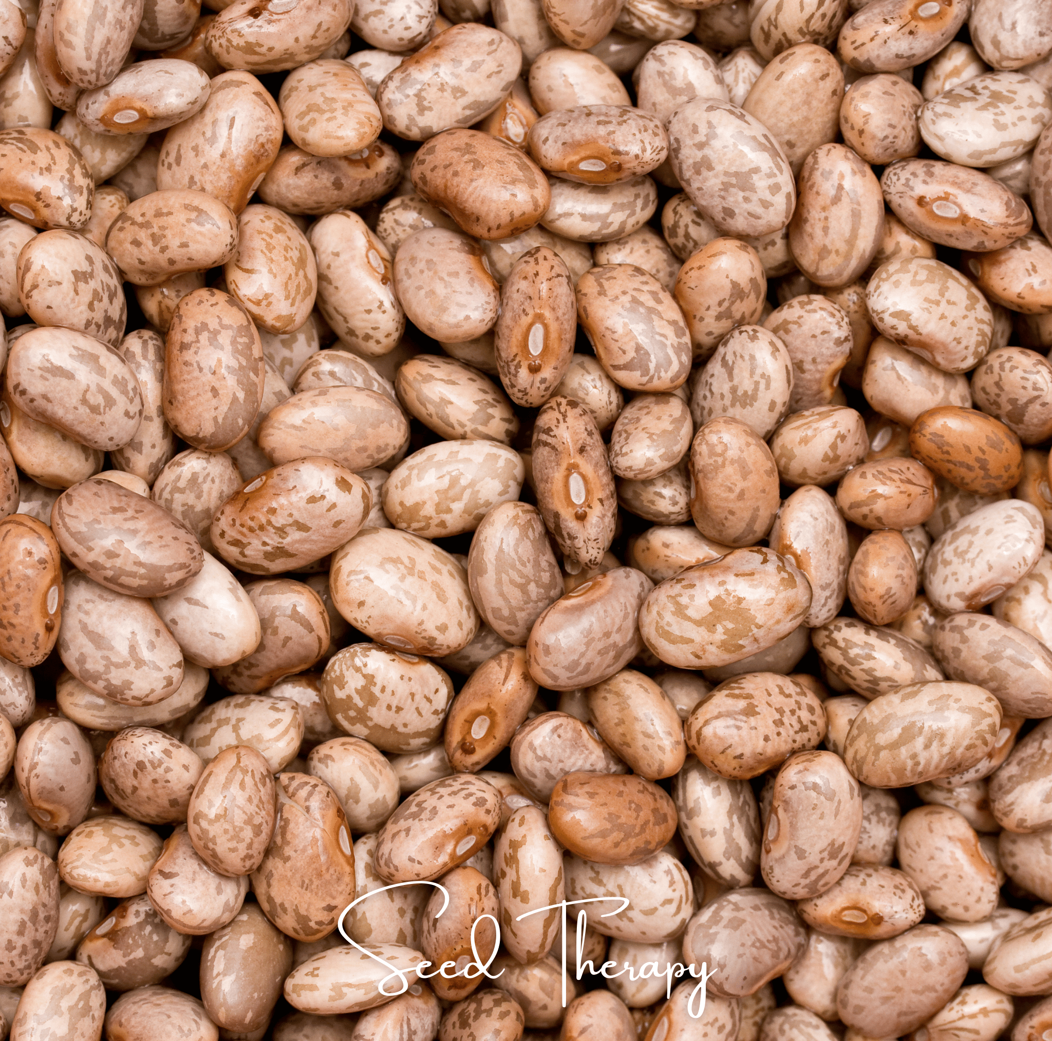 Bean, Pinto (Phaseolus vulgaris) - 20 Seeds seed packet from Seed Therapy – American - grown, heirloom seeds