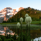 Bear Grass – 50 Seeds seed packet from Seed Therapy – American - grown, heirloom seeds