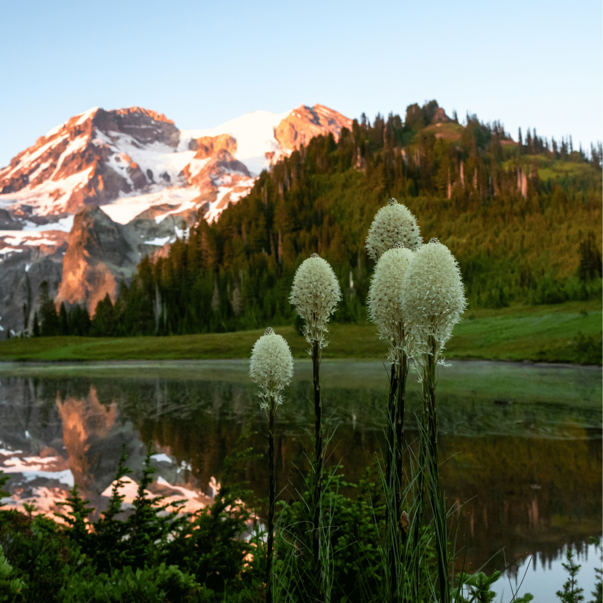 Bear Grass – 50 Seeds seed packet from Seed Therapy – American - grown, heirloom seeds