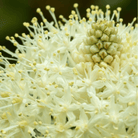 Bear Grass – 50 Seeds seed packet from Seed Therapy – American - grown, heirloom seeds