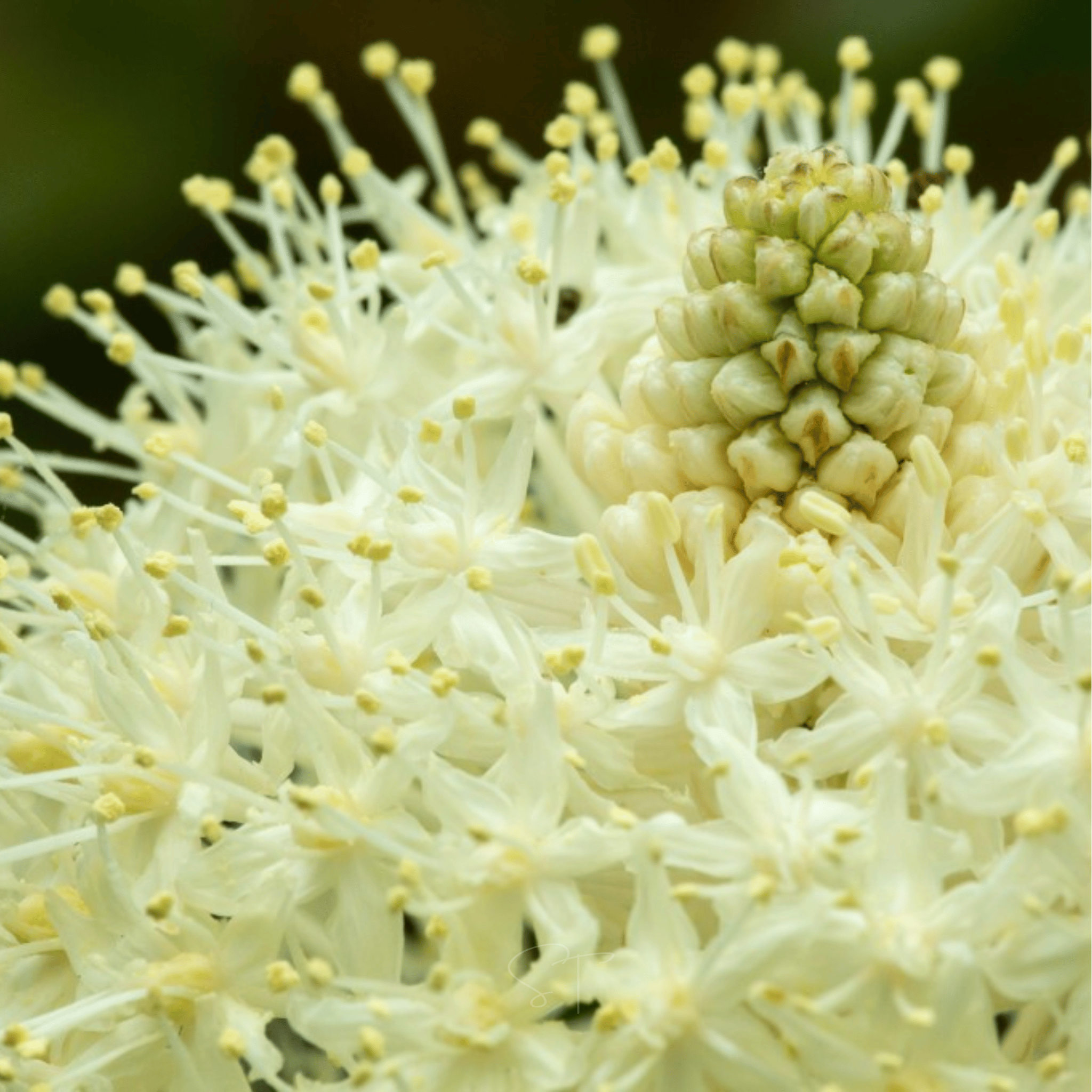 Bear Grass – 50 Seeds seed packet from Seed Therapy – American - grown, heirloom seeds