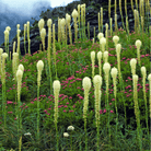 Bear Grass – 50 Seeds seed packet from Seed Therapy – American - grown, heirloom seeds