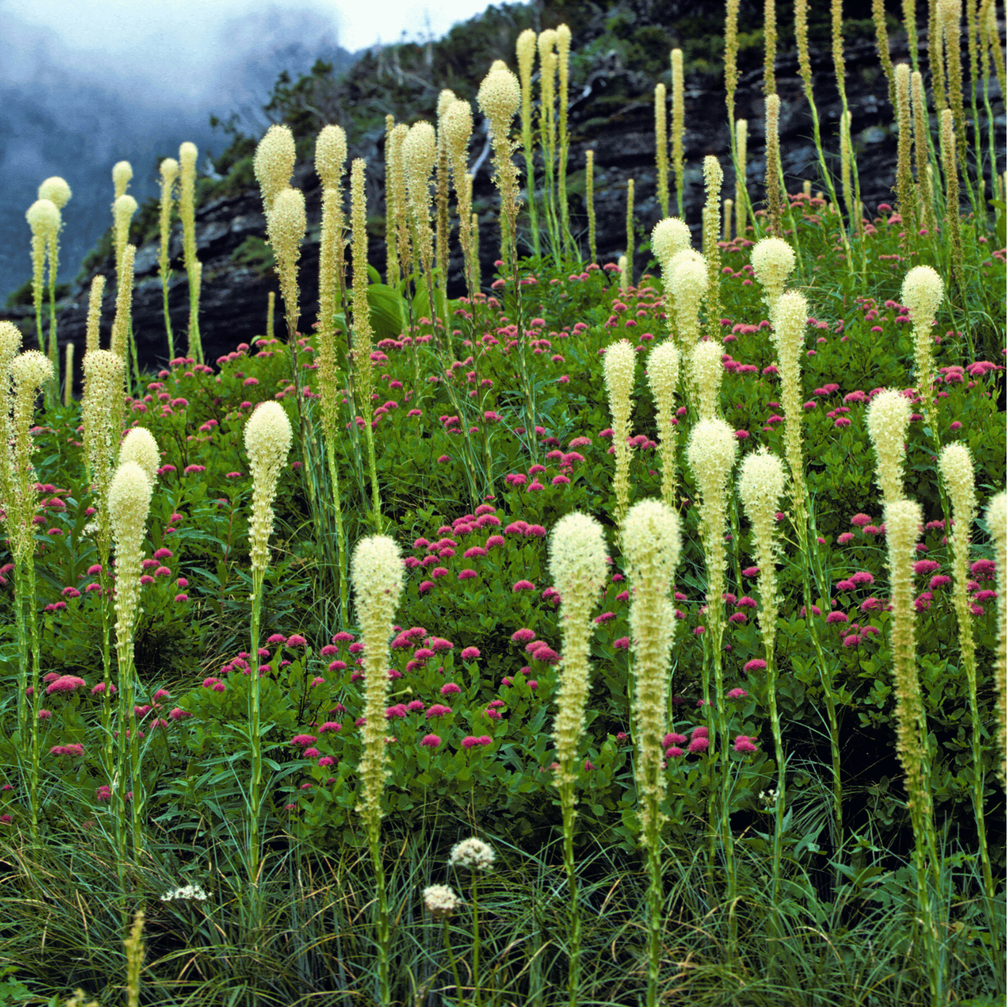 Bear Grass – 50 Seeds seed packet from Seed Therapy – American - grown, heirloom seeds