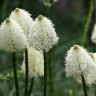 Bear Grass – 50 Seeds seed packet from Seed Therapy – American - grown, heirloom seeds