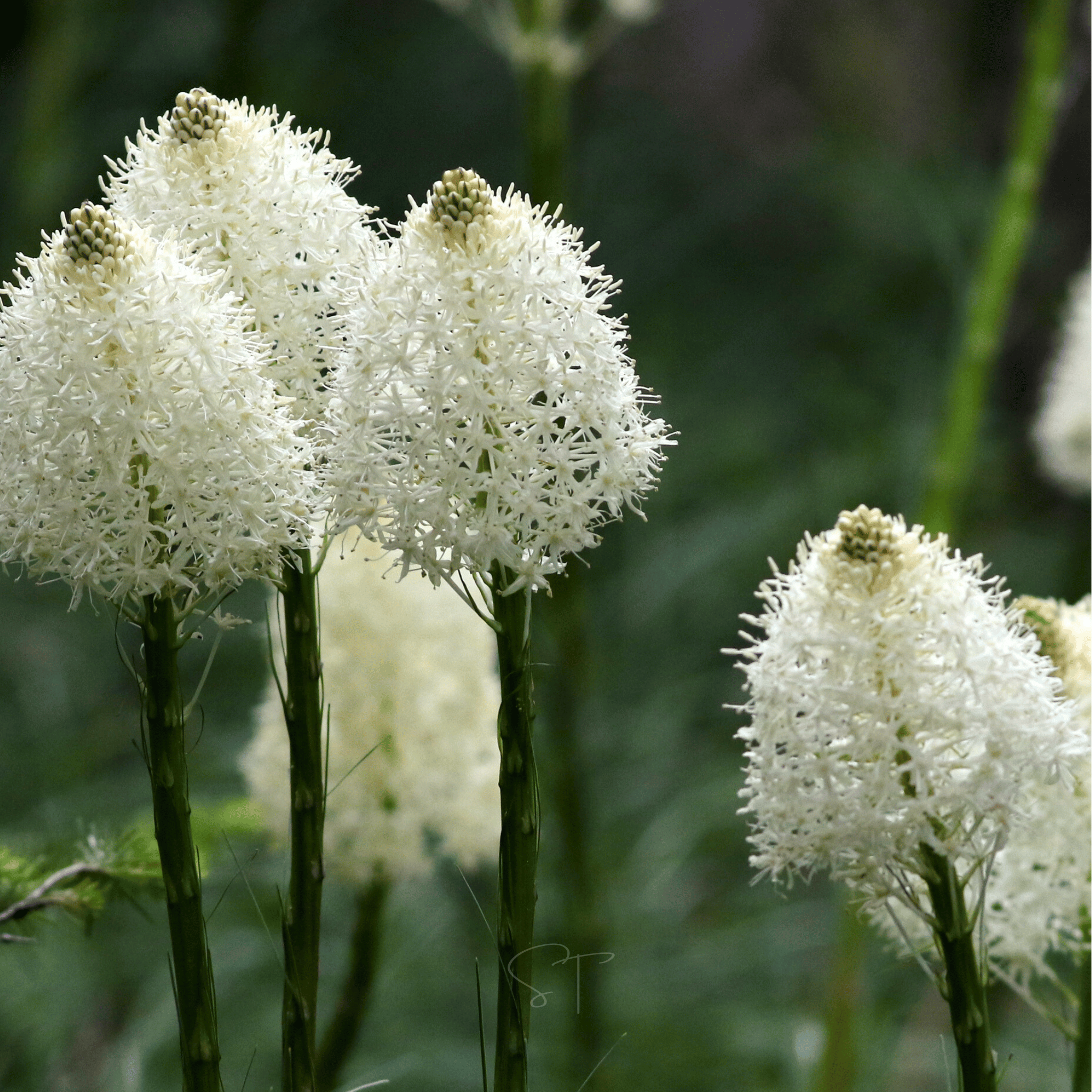 Bear Grass – 50 Seeds seed packet from Seed Therapy – American - grown, heirloom seeds