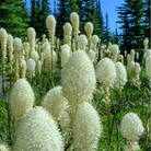 Bear Grass – 50 Seeds seed packet from Seed Therapy – American - grown, heirloom seeds