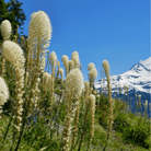 Bear Grass – 50 Seeds seed packet from Seed Therapy – American - grown, heirloom seeds