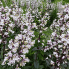 Beardtongue Foxglove – 200 Seeds seed packet from Seed Therapy – American - grown, heirloom seeds