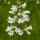Beardtongue Foxglove – 200 Seeds seed packet from Seed Therapy – American - grown, heirloom seeds