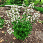 Beardtongue Foxglove – 200 Seeds seed packet from Seed Therapy – American - grown, heirloom seeds