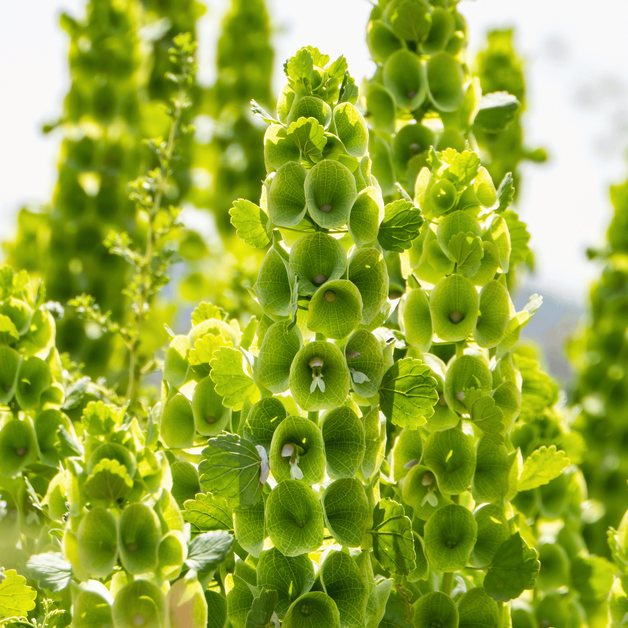 bells of ireland plant Bells of Ireland – 100 Seeds