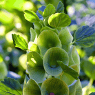 Bells of Ireland – 100 Seeds seed packet from Seed Therapy – American - grown, heirloom seeds