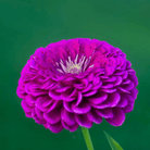 Benary Giant Purple Zinnia - 25 Seeds seed packet from Seed Therapy – American - grown, heirloom seeds