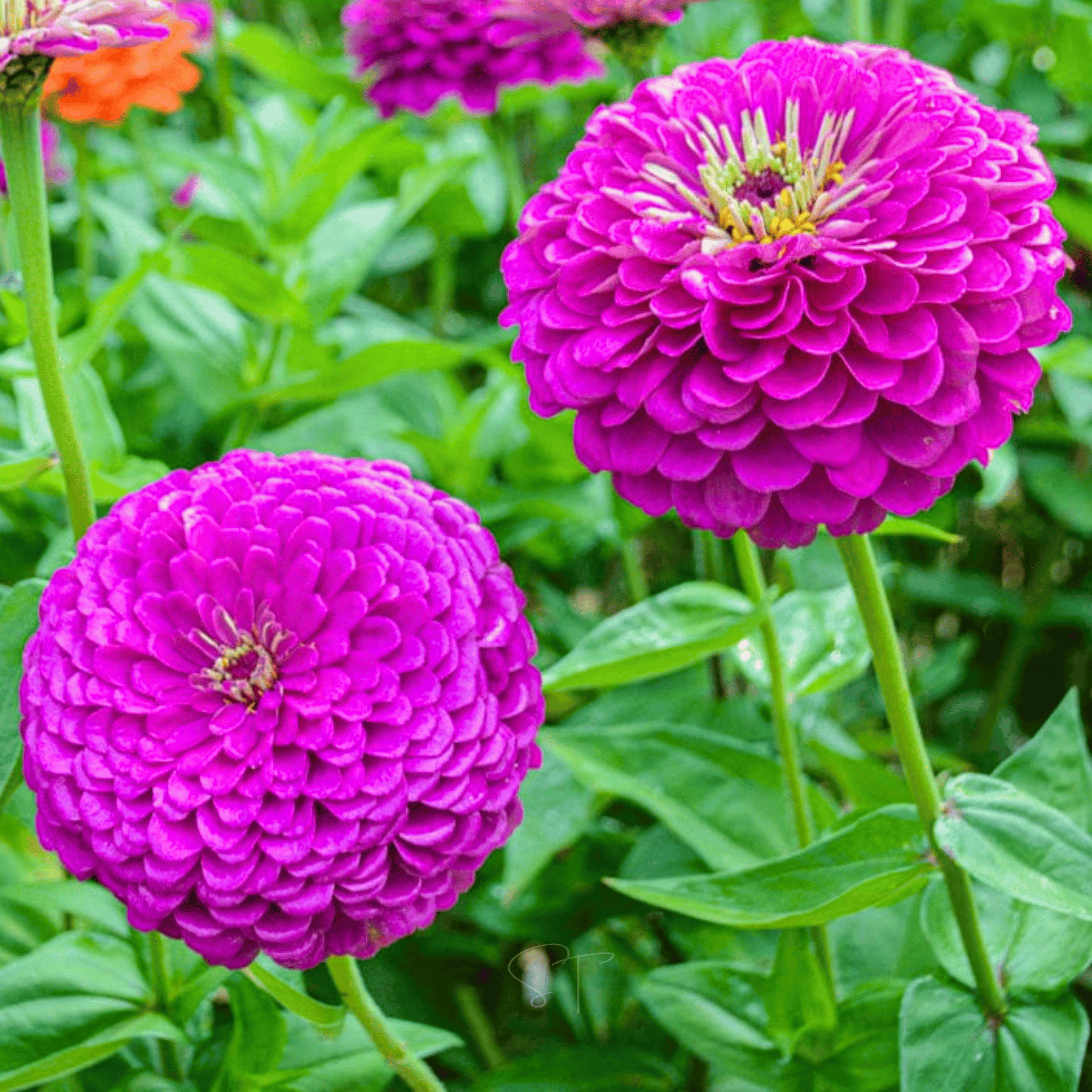 Benary Giant Purple Zinnia - 25 Seeds seed packet from Seed Therapy – American - grown, heirloom seeds