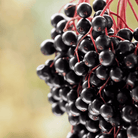 Berry Seed Collection (Elderberry • Blueberry • Strawberry) seed packet from Seed Therapy – American - grown, heirloom seeds