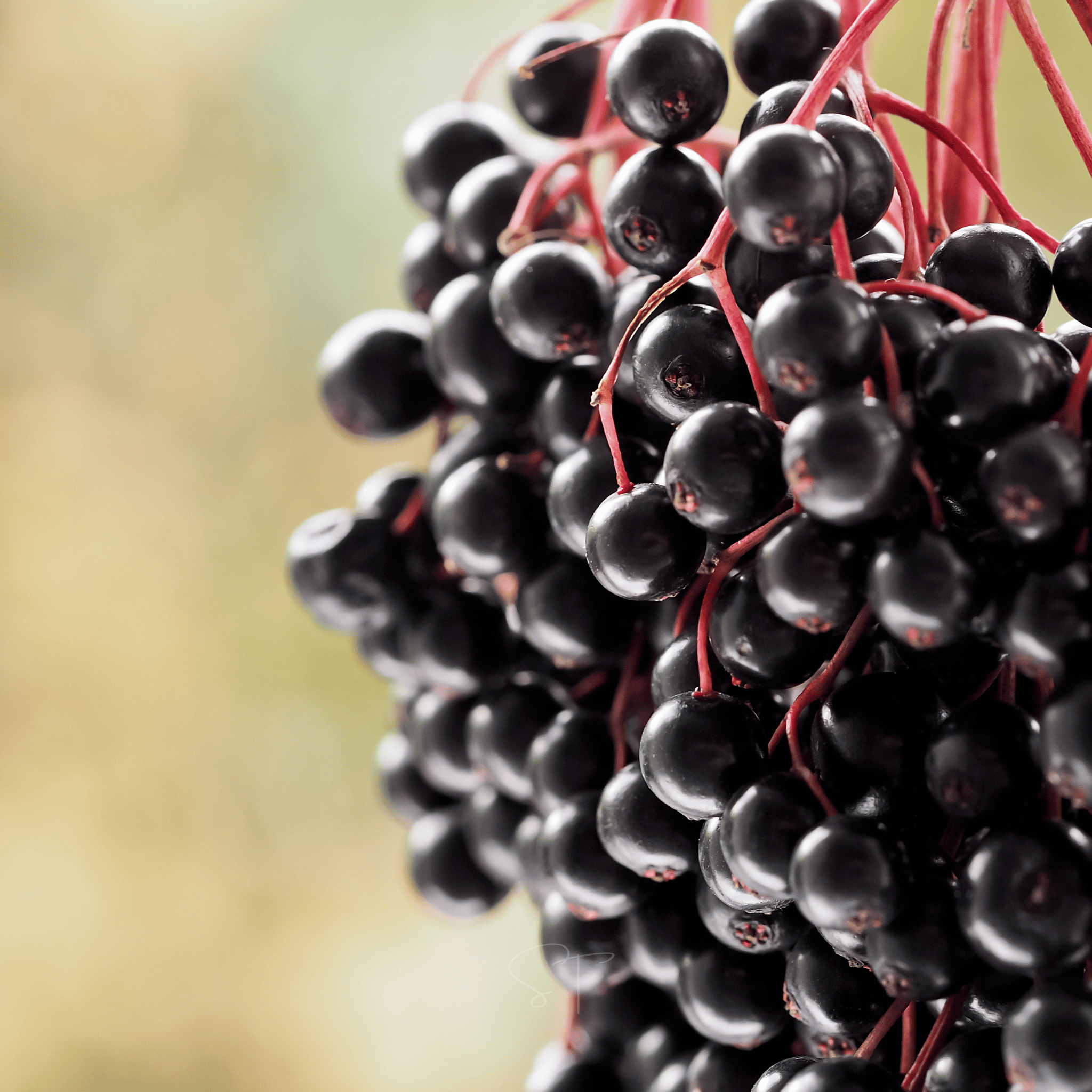 Berry Seed Collection (Elderberry • Blueberry • Strawberry) seed packet from Seed Therapy – American - grown, heirloom seeds