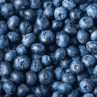 Berry Seed Collection (Elderberry • Blueberry • Strawberry) seed packet from Seed Therapy – American - grown, heirloom seeds