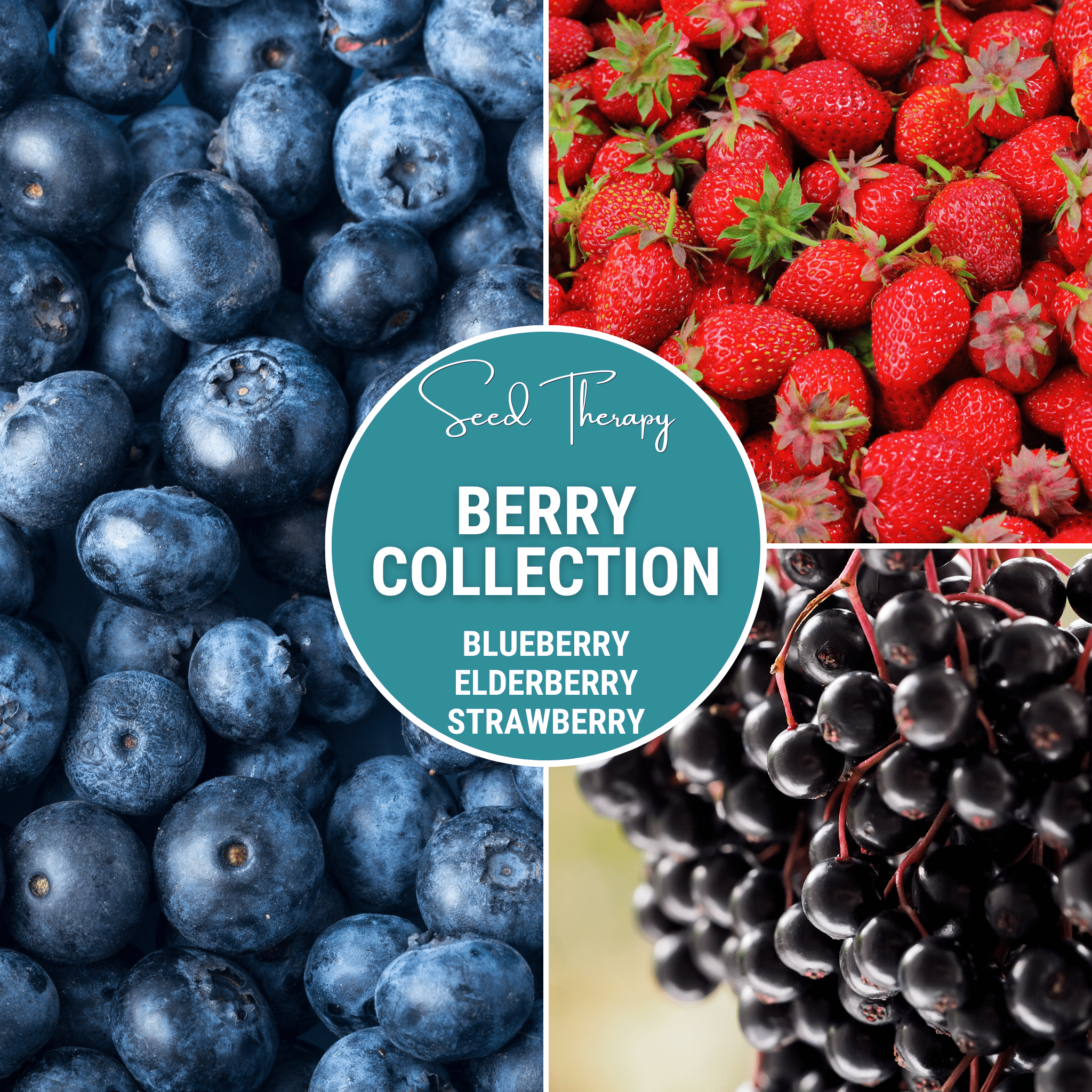 Berry Seed Collection (Elderberry • Blueberry • Strawberry) seed packet from Seed Therapy – American - grown, heirloom seeds