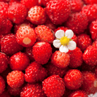Berry Seed Collection (Elderberry • Blueberry • Strawberry) seed packet from Seed Therapy – American - grown, heirloom seeds