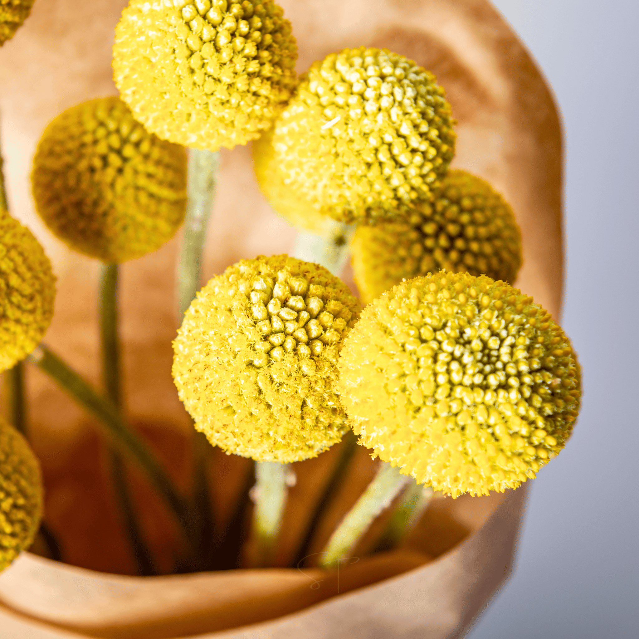 Billy Buttons (Drumsticks) – 50 Seeds seed packet from Seed Therapy – American - grown, heirloom seeds