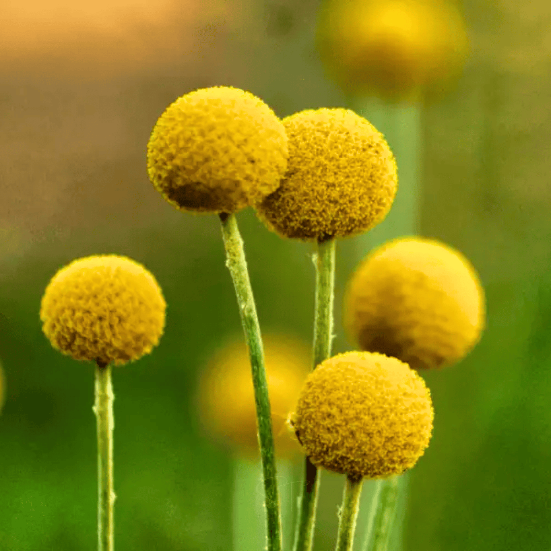 billy button flower seeds Billy Buttons (Drumsticks) – 50 Seeds
